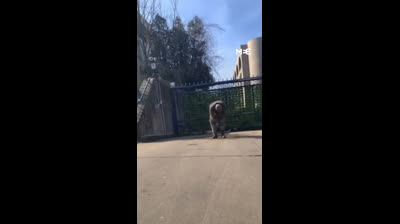 Viral Video Man Sets Himself On Fire Israeli Embassy